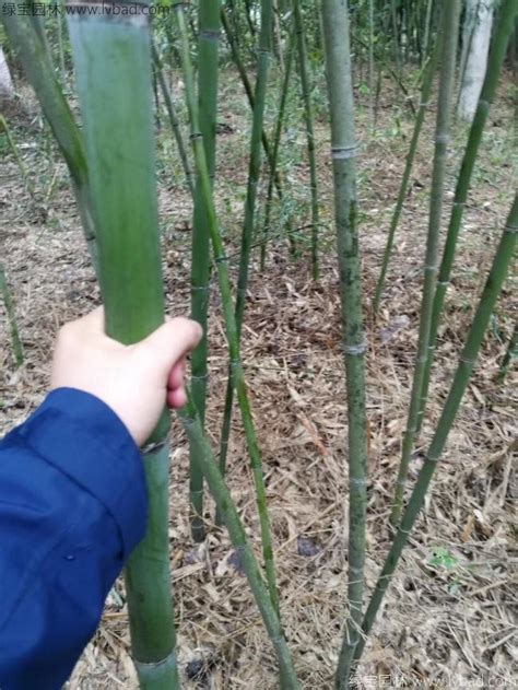 竹子好種嗎